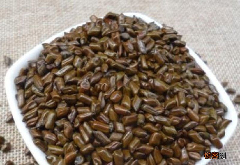 体寒的人能喝决明子茶吗 性质寒性,易伤及脾胃阳气