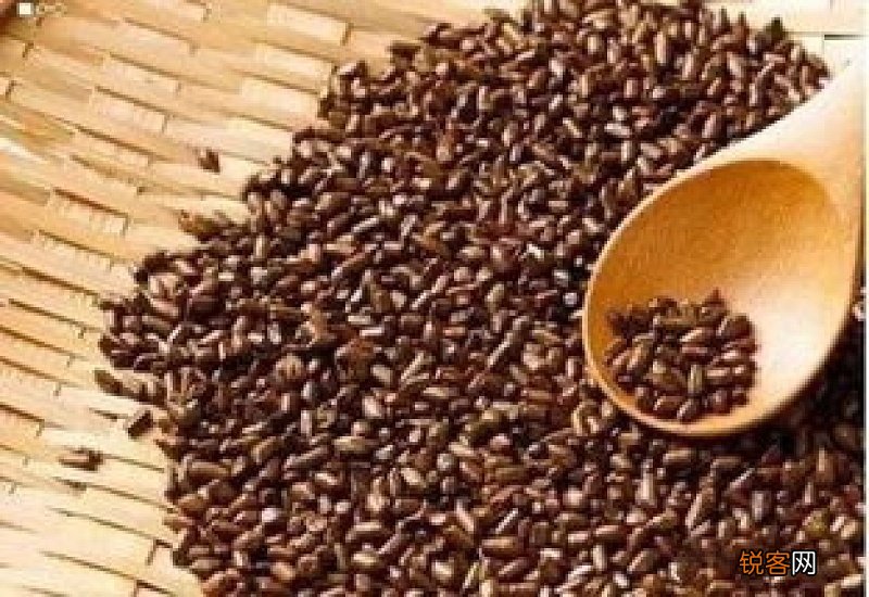 吃决明子会造成不孕吗 易引起月经不规律子宫内膜不正常