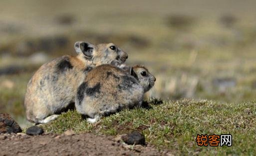 鼠兔的饲养方法是什么意思 鼠兔的饲养方法是什么？