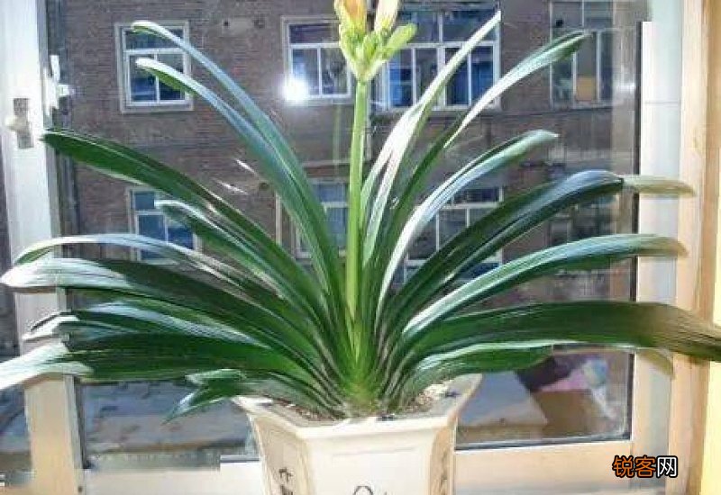 君子兰一年开两次花好不好