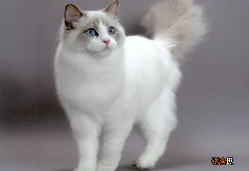 布偶猫能生几只小猫