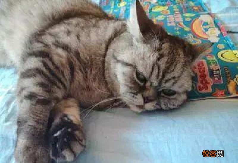 猫咪一直拉肚子但是精神很好