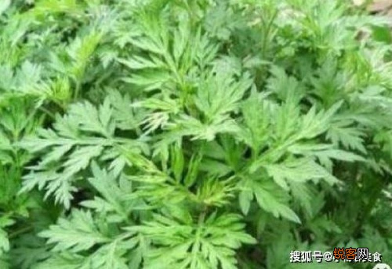 艾草水能洗头发吗 艾草水洗头功效与作用