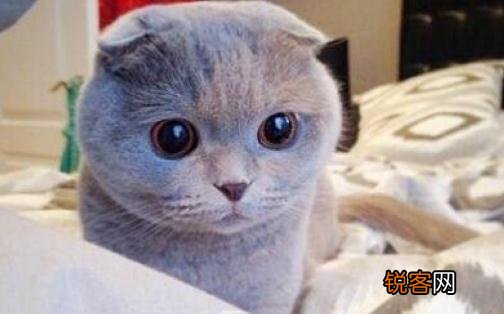 苏格兰折耳猫的产地-苏格兰折耳猫的价格