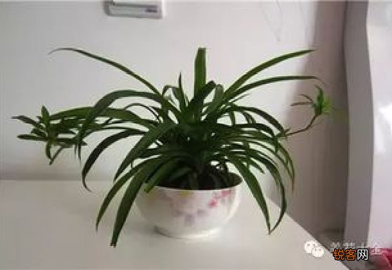 吊兰叶子为什么发黄怎么办
