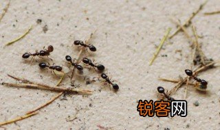 蚂蚁搬家的过程 描写蚂蚁搬家的过程