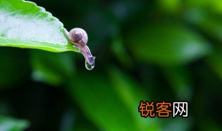 关于雨后景象的名言 关于雨后景象的名言句子有哪些
