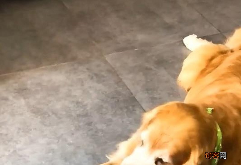 狗狗吃了辣条怎么办