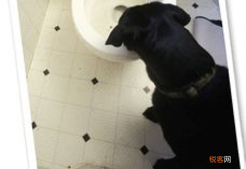 狗喝了厕所蓝色水