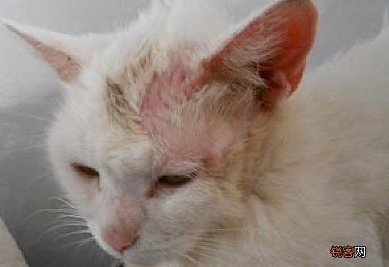 猫癣需要全身剃毛吗