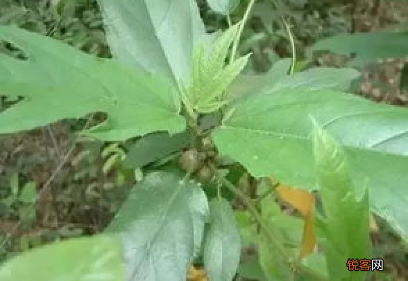 五指毛桃是寒还是热的 五指毛桃根须和根径哪个好