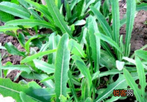 曲麻菜晾干泡茶有什么功效