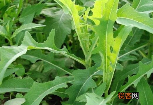 曲麻菜晾干泡茶有什么功效