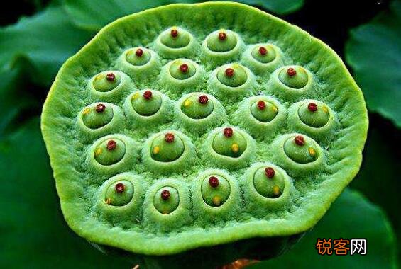 莲蓬菜怎么做好吃 莲蓬菜的做法教程