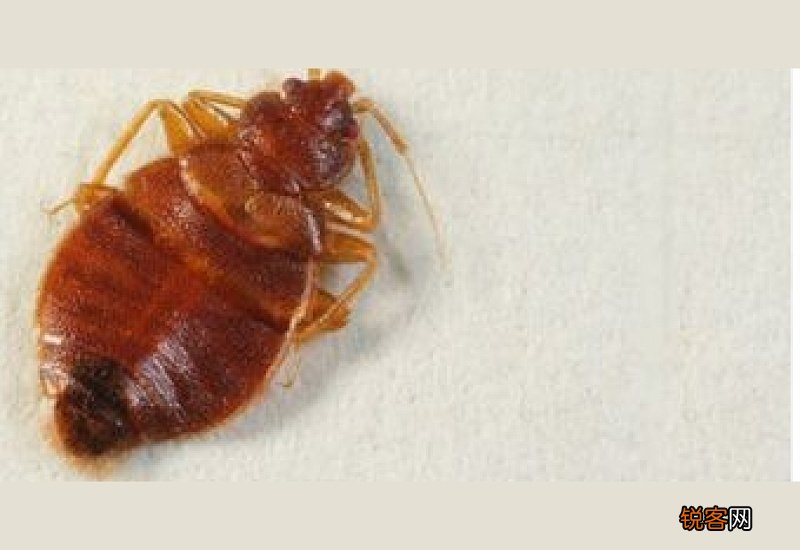 尘虱会爬到人身上吗