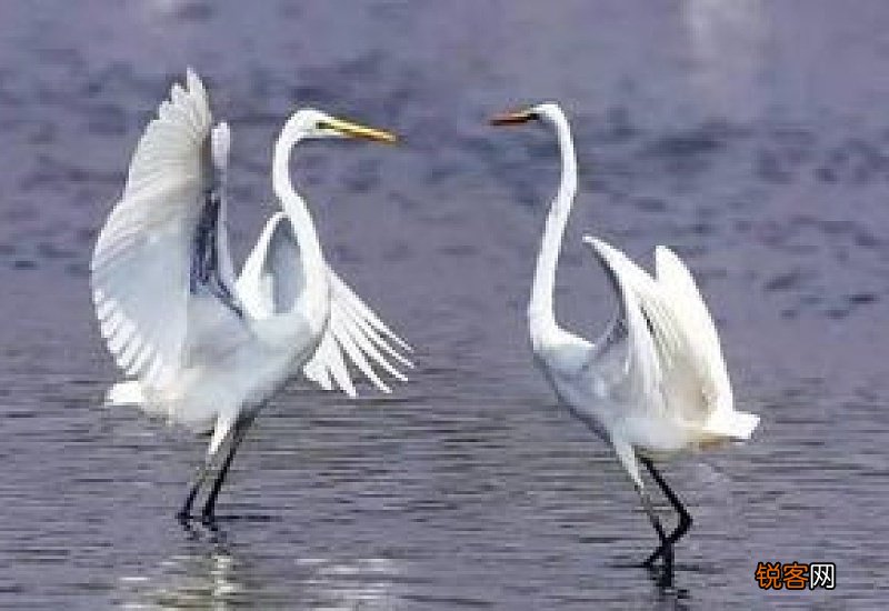 白鹭的特点资料