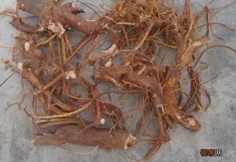 什么人不能吃五指毛桃 过敏慢性出血患者及孕妇