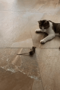 哪些搞笑图片会让你笑岔气？