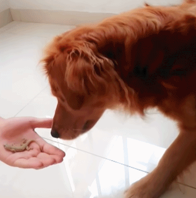 哪些搞笑图片会让你笑岔气？