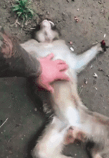 你用过的最搞笑的表情包是什么？