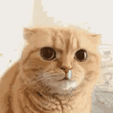 你用过的最搞笑的表情包是什么？