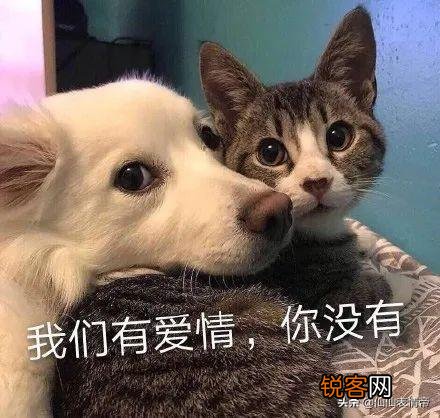 有没有情侣之间可爱调皮的表情包？