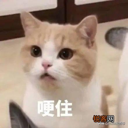 有没有情侣之间可爱调皮的表情包？