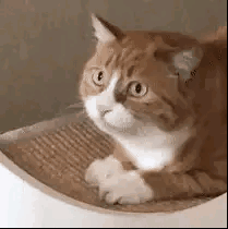 有没有情侣之间可爱调皮的表情包？