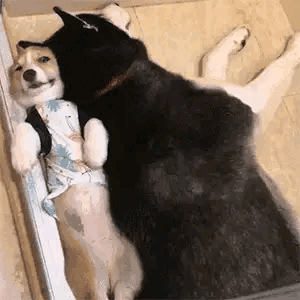 有没有情侣之间可爱调皮的表情包？