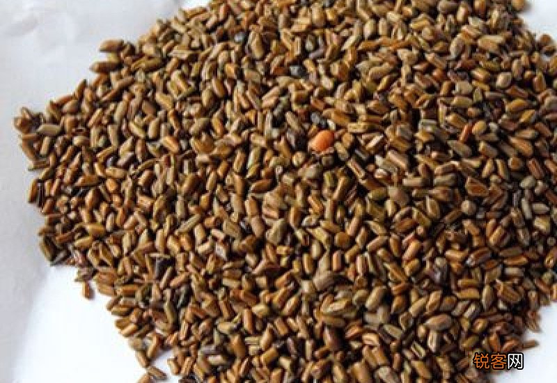 吃决明子泡水安神吗 决明子的作用有哪些