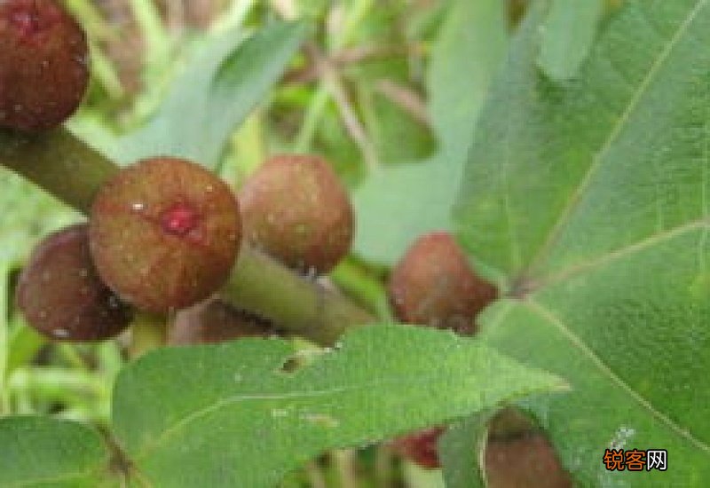 吃五指毛桃会上火吗 清热解毒行气利湿健脾补肺