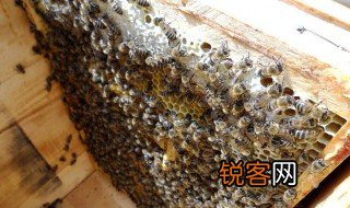 蜂窝是怎么形成的 蜂窝形成过程