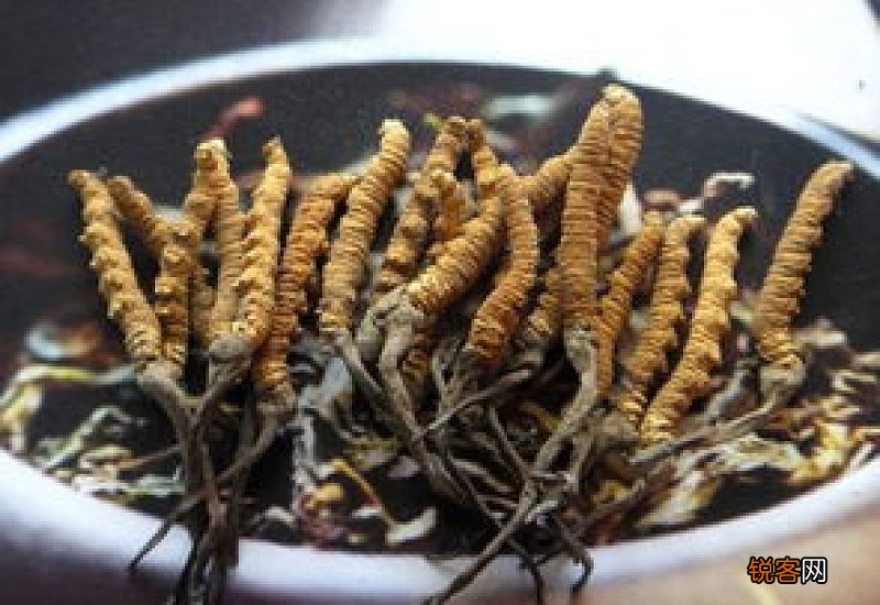 冬虫夏草可以冷冻吗