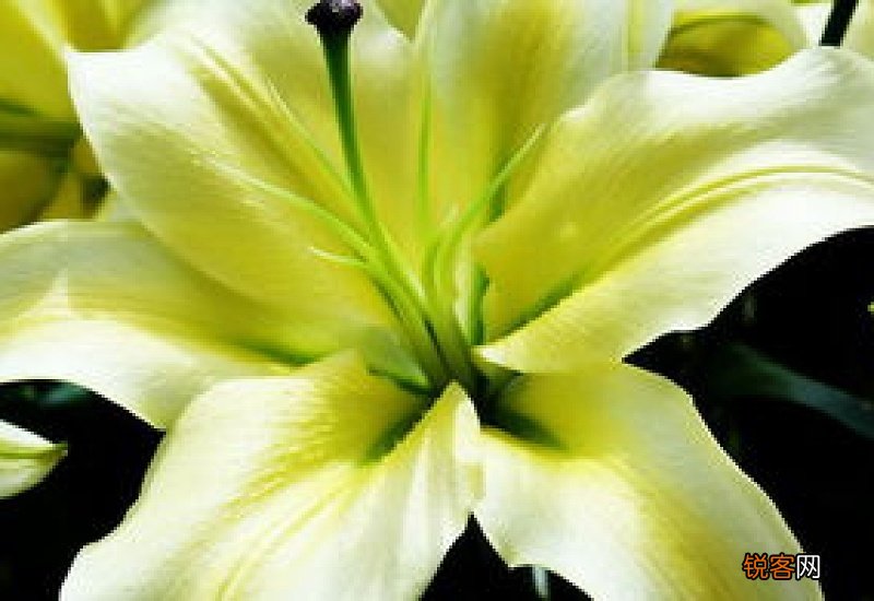 百合是凉性还是热性 百合什么季节吃最好