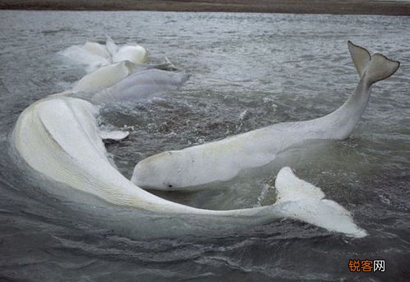 虎鲸身上为什么没有藤壶