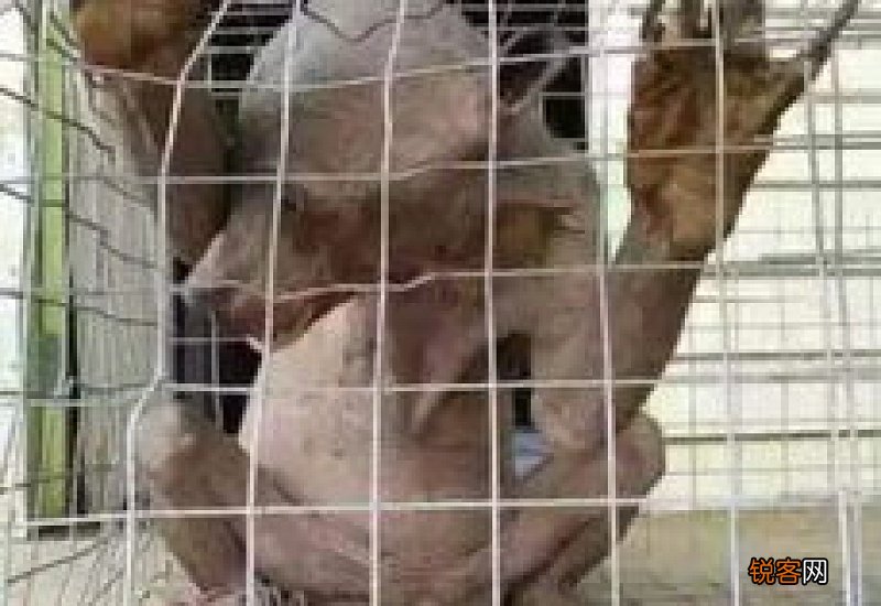 世界上有水猴子吗?长啥样?