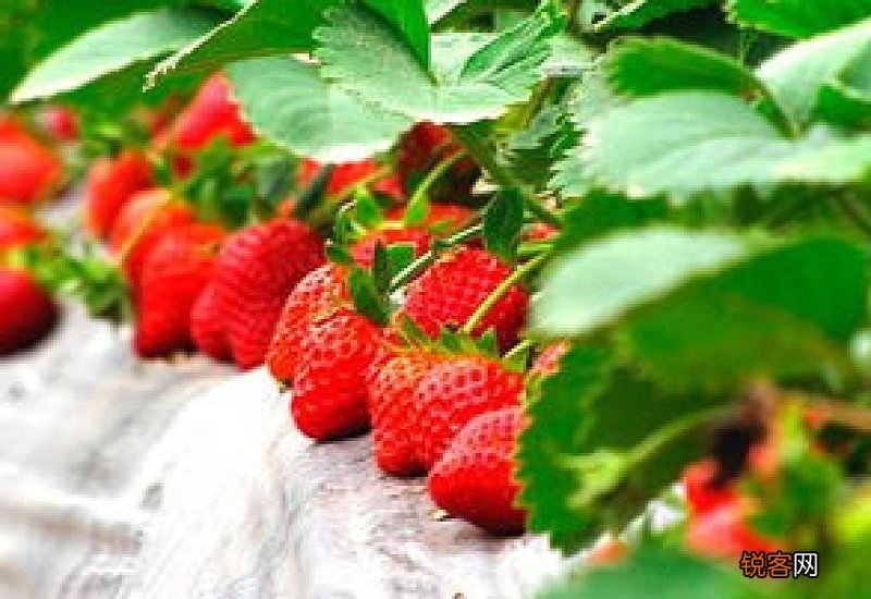 草莓表面粘粘的是喷的什么吗