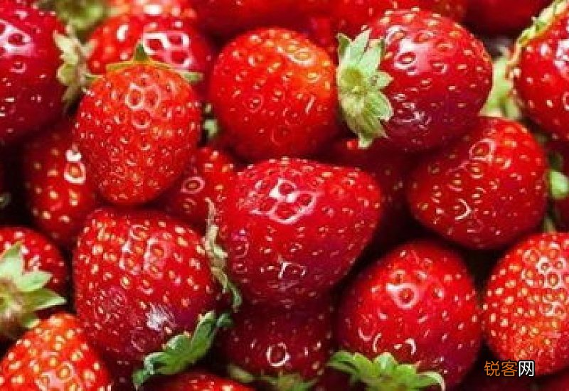 草莓先吃头还是尾