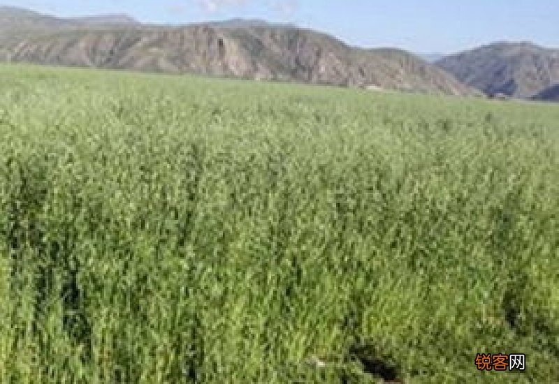 封滩育草的方式有哪些