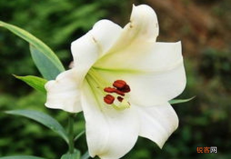 鲜百合苦怎么回事 秋水仙碱含量高引起