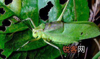 纺织娘的资料 纺织娘的介绍