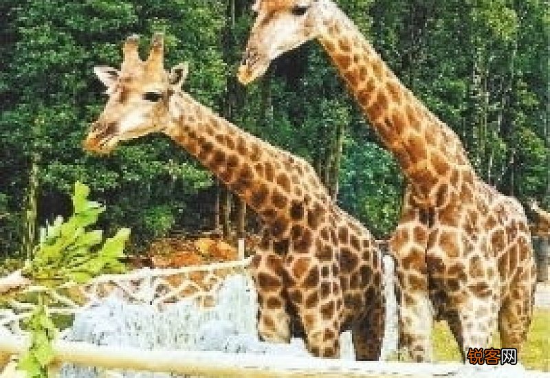 武汉野生动物王国什么时候开门