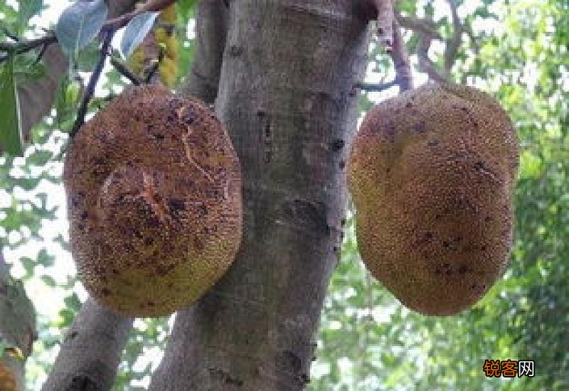 菠萝蜜粘手用什么洗