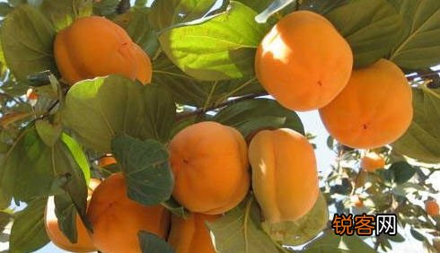 挑准时间吃对水果