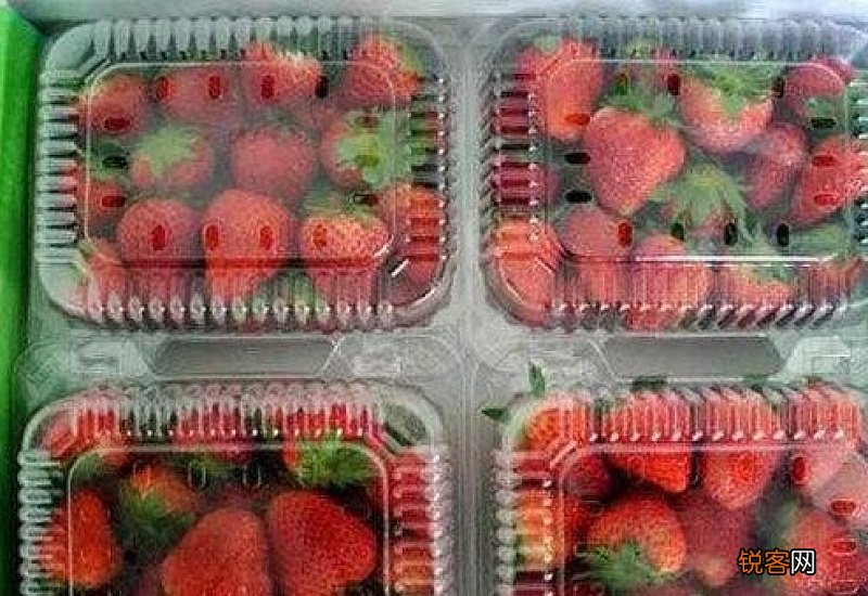 草莓放冰箱要套保鲜膜吗