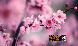 梅花的秉性是什么 梅花的秉性介绍