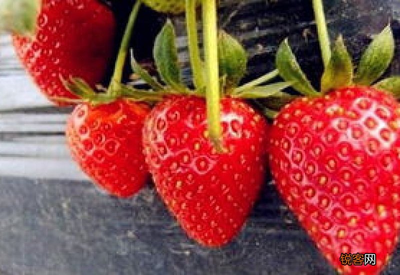 草莓用保鲜膜包着还需要放冰箱里保鲜吗