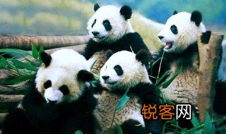 关于熊猫的各种资料 关于大熊猫的资料有哪些