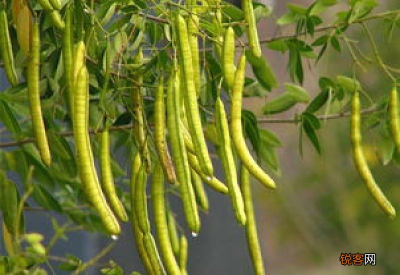 决明子有补肾的作用吗 决明子和什么一泡补肾