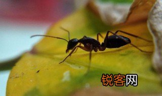 蚂蚁的生活环境 蚂蚁介绍